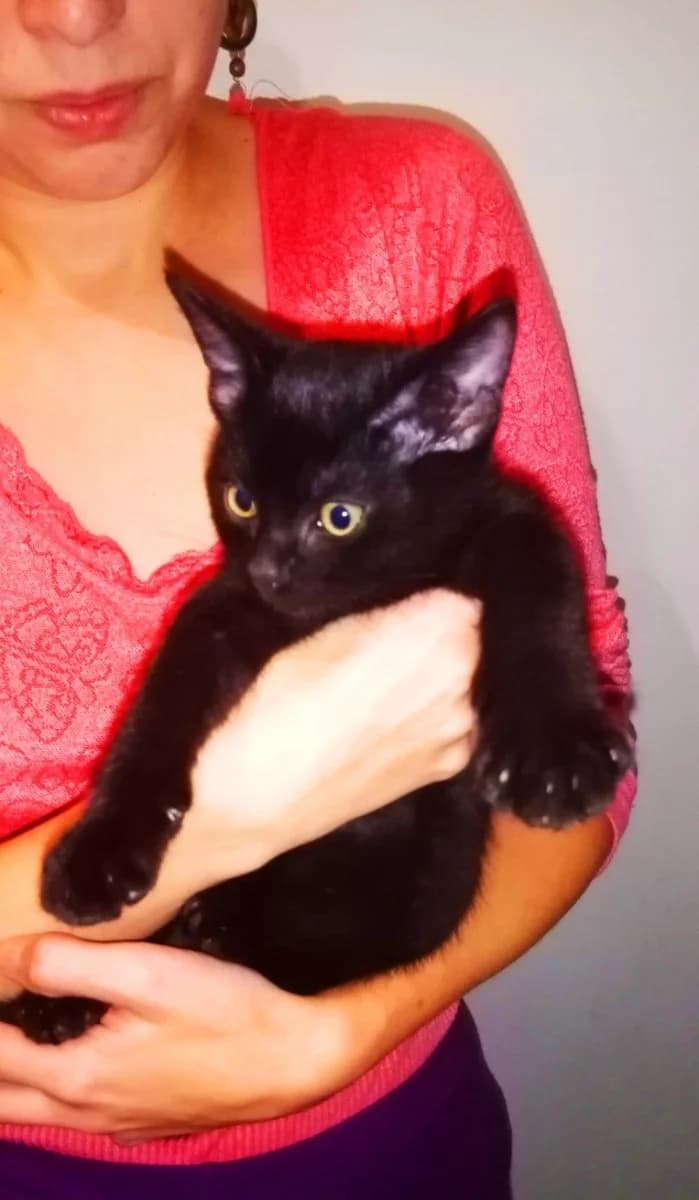 Chёrnyy chudo-kotenok (Чёрный чудо-котенок), Mixed Breed (Kotyata Darom)