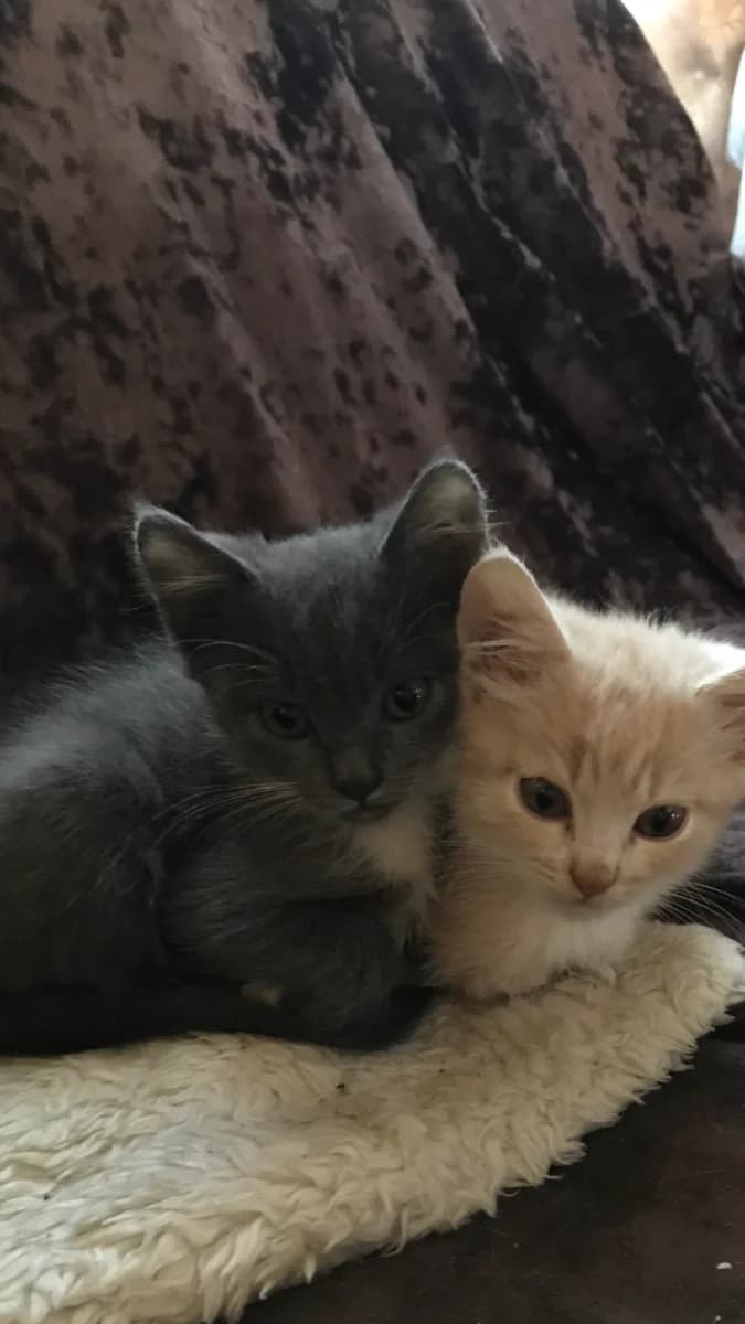 Kotyata v dobrye ruki (Котята в добрые руки), Mixed Breed (Kotyata Darom)