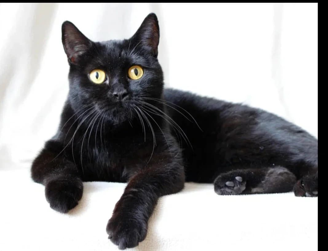 Fanni ishtet dom (Фанни ищет дом), Mixed Breed (Kotyata Darom)