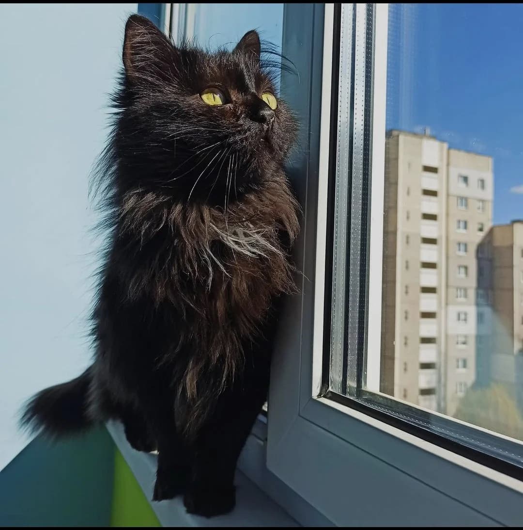 Otdam chёrnogo kota (Отдам чёрного кота), Mixed Breed (Kotyata Darom)