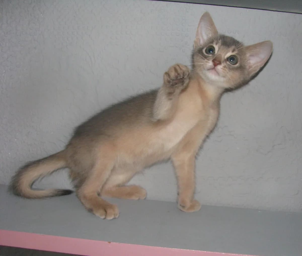 Abissinskiy kotenok malchik golubogo okrasa (Абиссинский котенок мальчик голубого окраса), Mixed Breed (Kotyata Darom)
