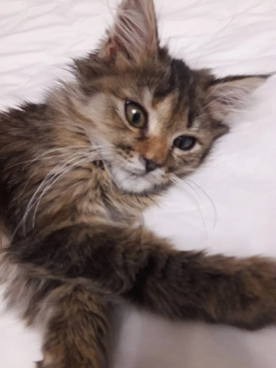 Liska (Лиска), Mixed Breed (Kotyata Darom)