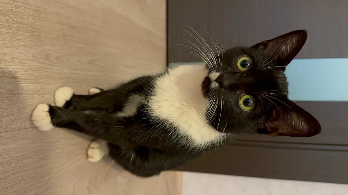 Mileyshaya koshechka ishtet kotoroditeley (Милейшая кошечка ищет котородителей), Mixed Breed (Kotyata Darom)