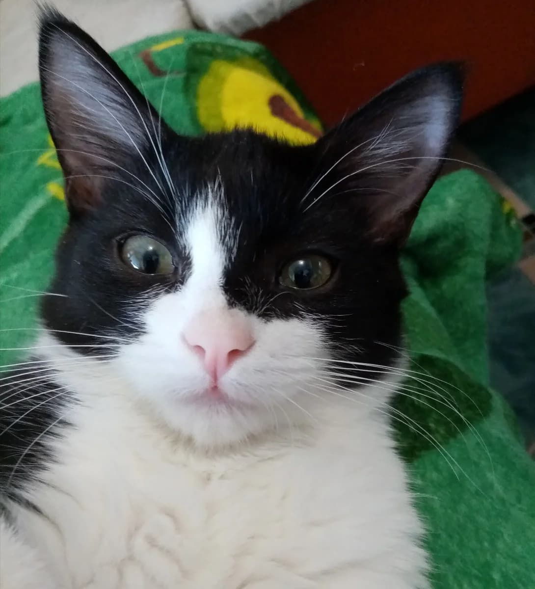 kotenok 4 mes (котенок 4 мес), Mixed Breed (Kotyata Darom)