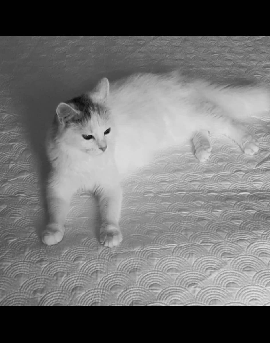 Milaya belosnezhnaya koshechka 1 go v dobrye ruki (Милая белоснежная кошечка 1 го в добрые руки), Mixed Breed (Kotyata Darom)