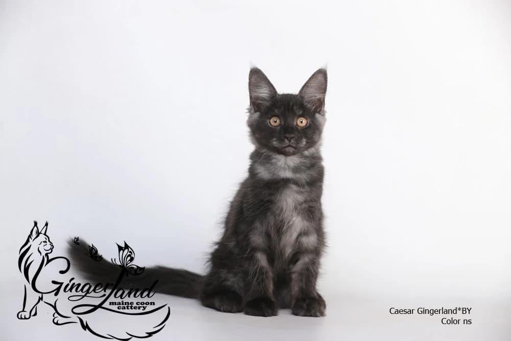 Kotёnok Meyn-Kun iz pitomnika (Котёнок Мейн-Кун из питомника), Mixed Breed (Kotyata Darom)