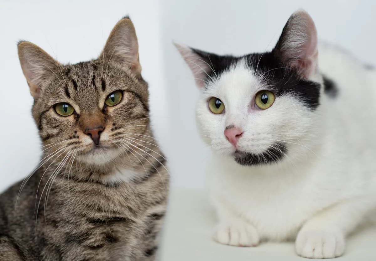 Kotyata v dar! 7 mes (Котята в дар! 7 мес), Mixed Breed (Kotyata Darom)