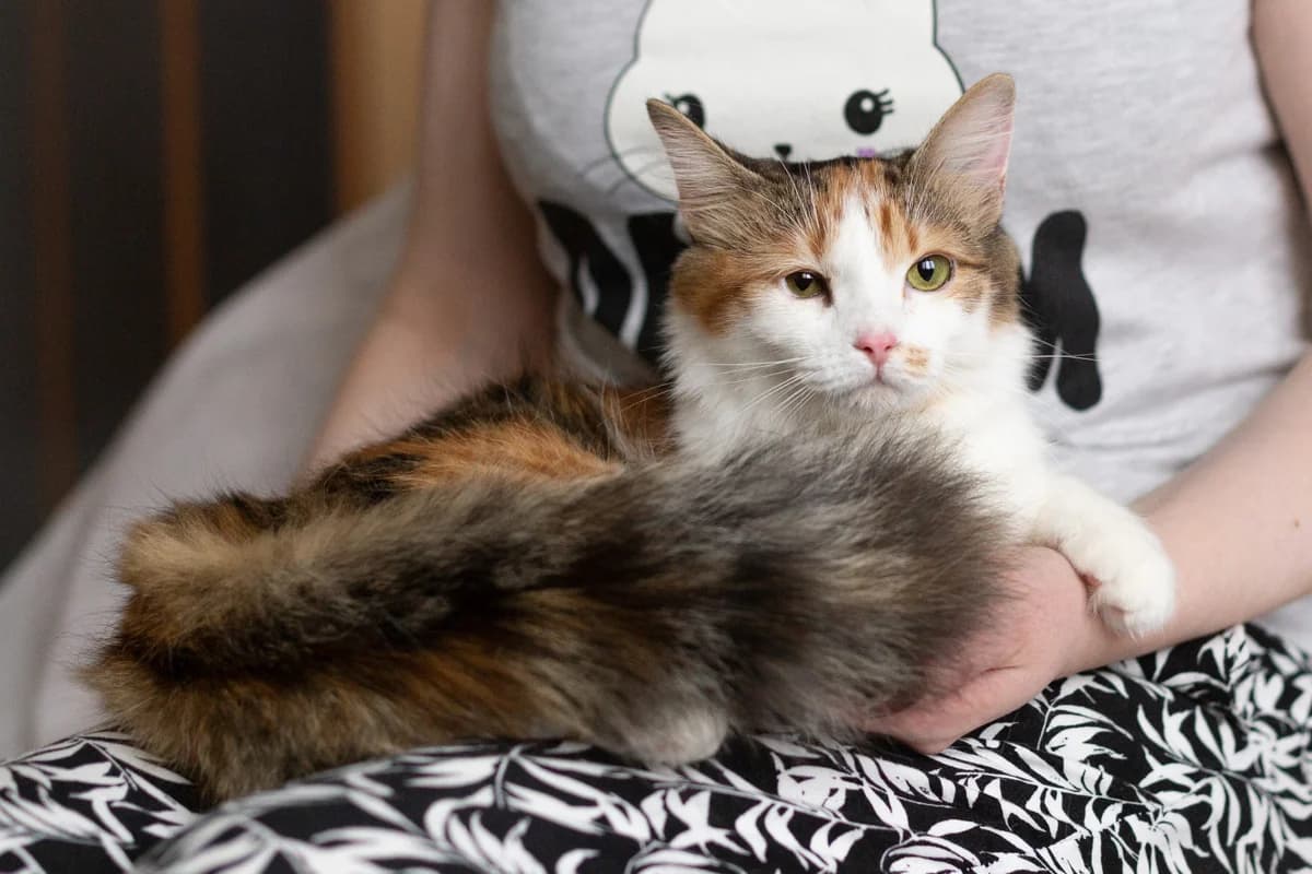Pushinka - koshka dlya cheloveka (Пушинка - кошка для человека), Mixed Breed (Kotyata Darom)