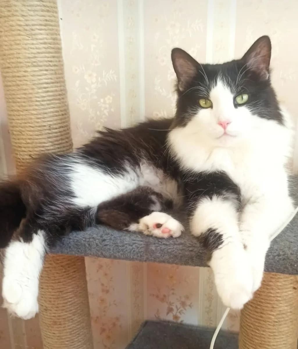 Pushistyy krasavets (Пушистый красавец), Mixed Breed (Kotyata Darom)