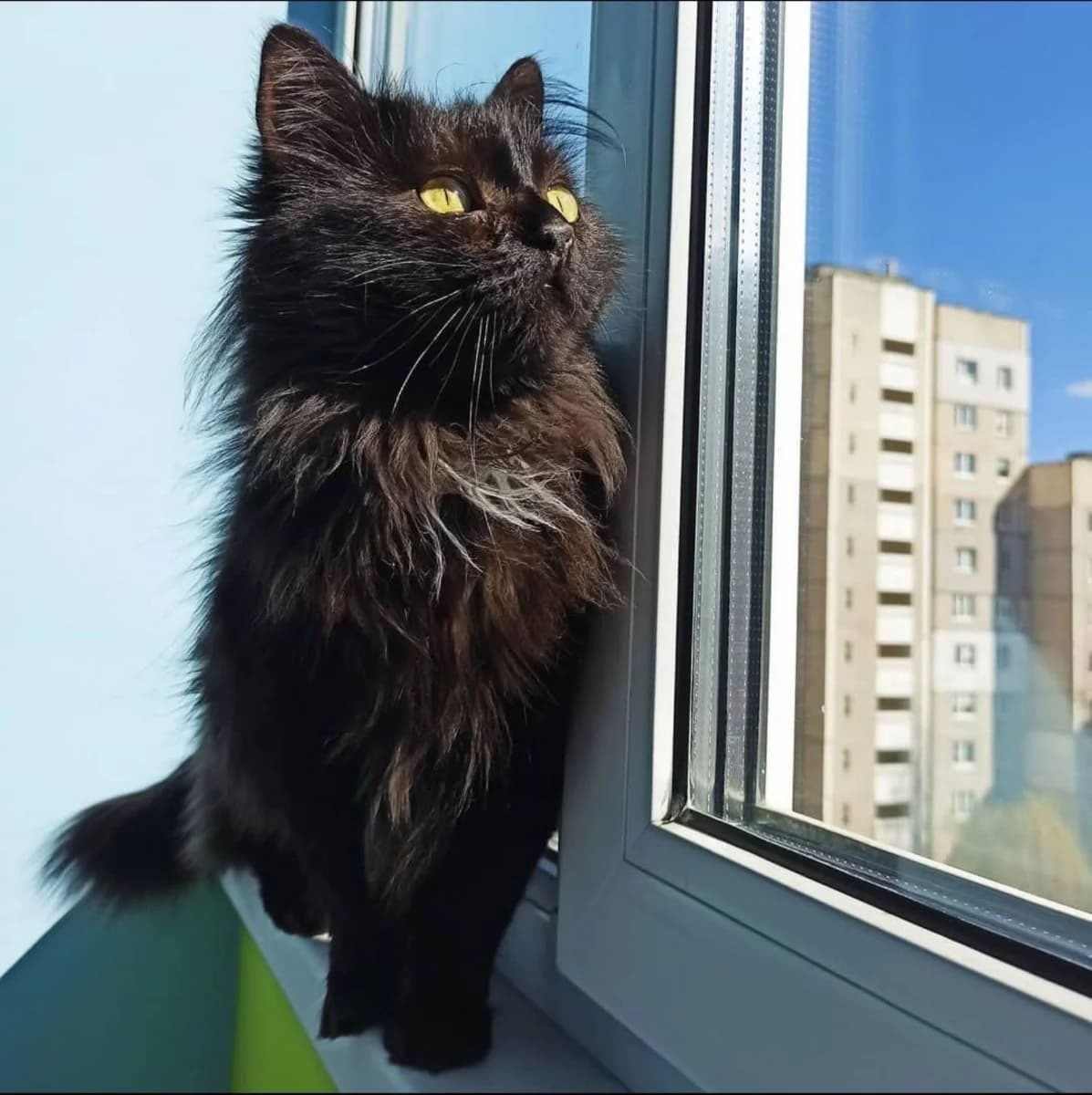 Chernyy pushistik (Черный пушистик), Mixed Breed (Kotyata Darom)