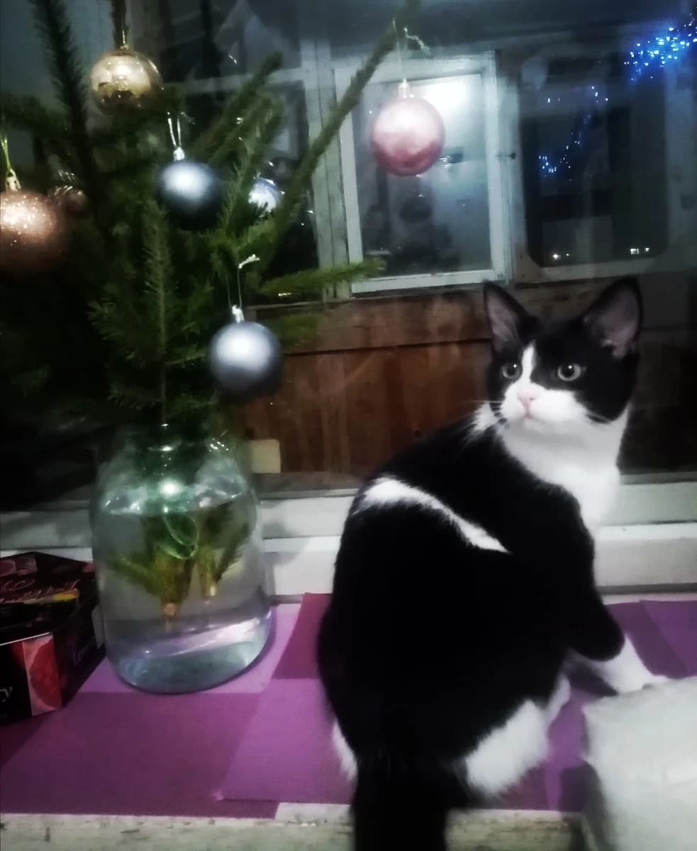 Kotenok podarochek pod ёlkoy (Котенок подарочек под ёлкой), Mixed Breed (Kotyata Darom)