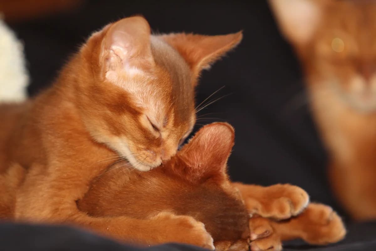 Abissinskie kotyata (Абиссинские котята), Mixed Breed (Kotyata Darom)