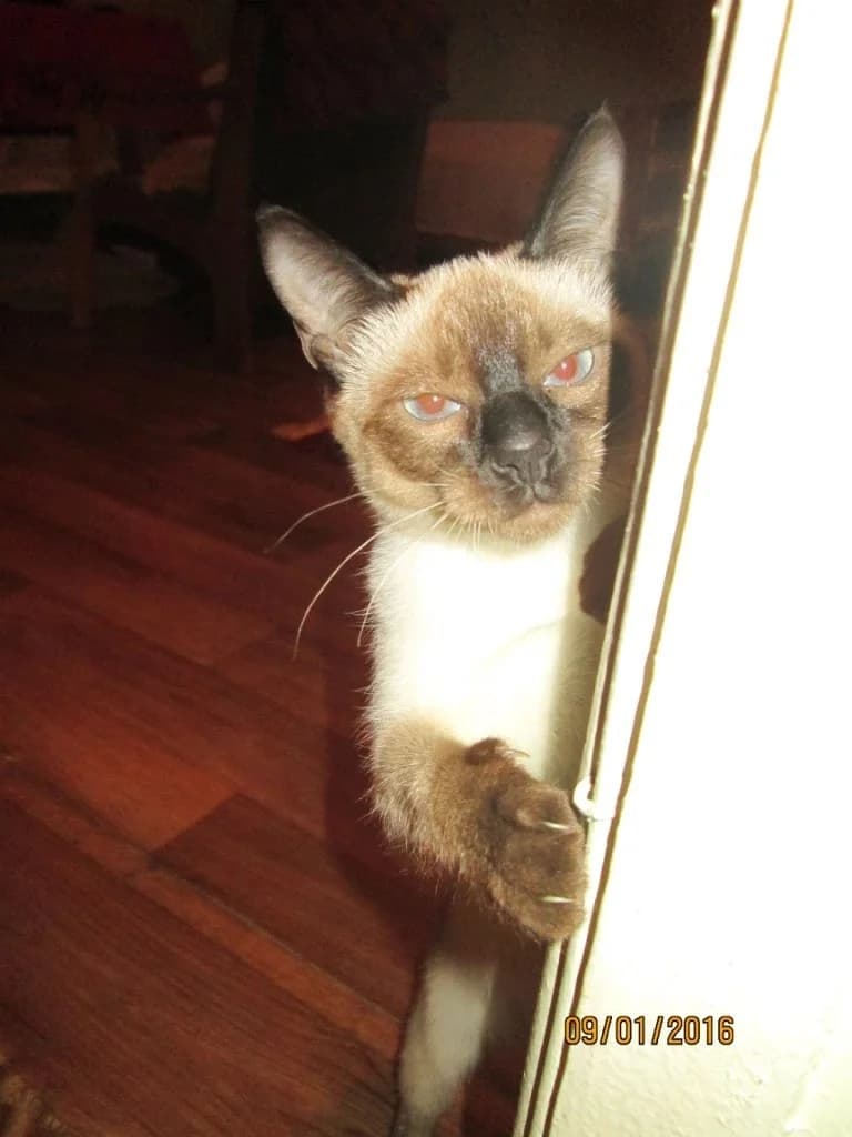 Koshka (Кошка), Mixed Breed (Kotyata Darom)