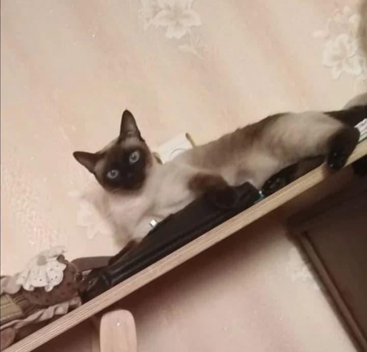 Koshka (Кошка), Mixed Breed (Kotyata Darom)