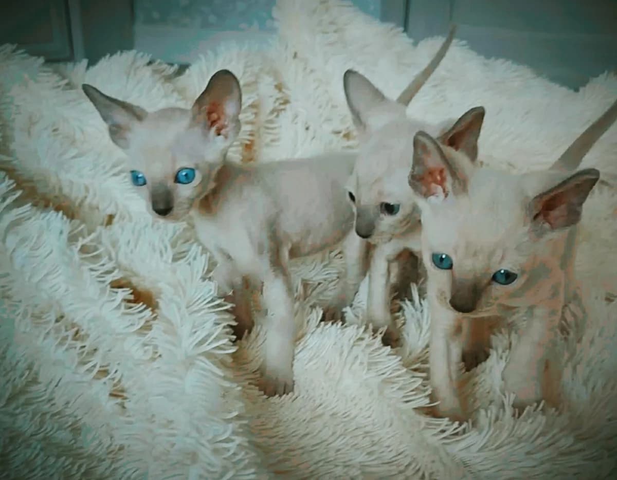Kotenok kornish-reks (Котенок корниш-рекс), Mixed Breed (Kotyata Darom)