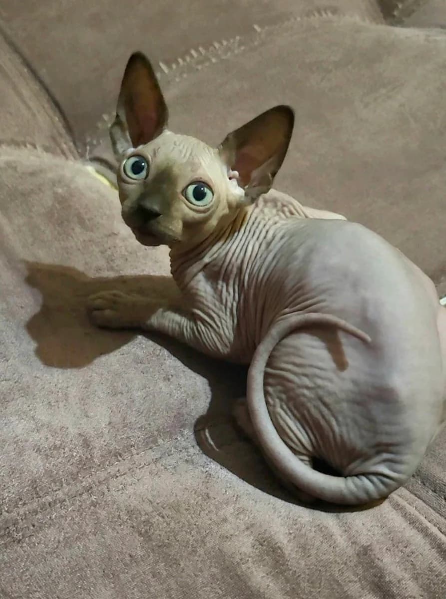 Kotenok kanadskiy sfinks (Котенок канадский сфинкс), Mixed Breed (Kotyata Darom)