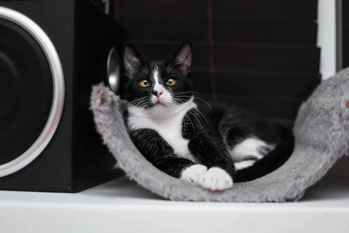 Gerda ishtet dom (Герда ищет дом), Mixed Breed (Kotyata Darom)