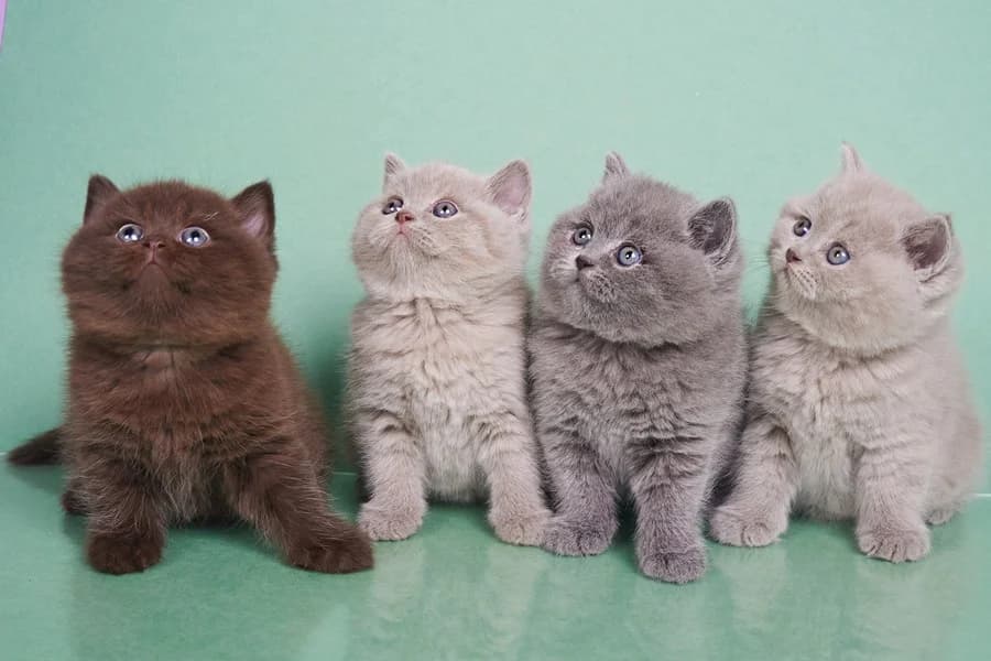 Elitnye britanskie kotyata vsekh okrasov. Pitomnik (Элитные британские котята всех окрасов. Питомник, Mixed Breed (Kotyata Darom)