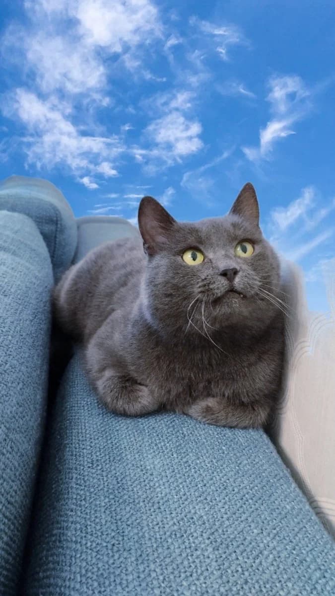 Golubaya koshechka v dar (Голубая кошечка в дар), Mixed Breed (Kotyata Darom)