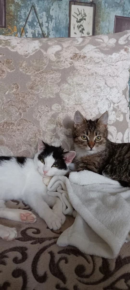 Kotyata, 4 mesyatsa (Котята, 4 месяца), Mixed Breed (Kotyata Darom)