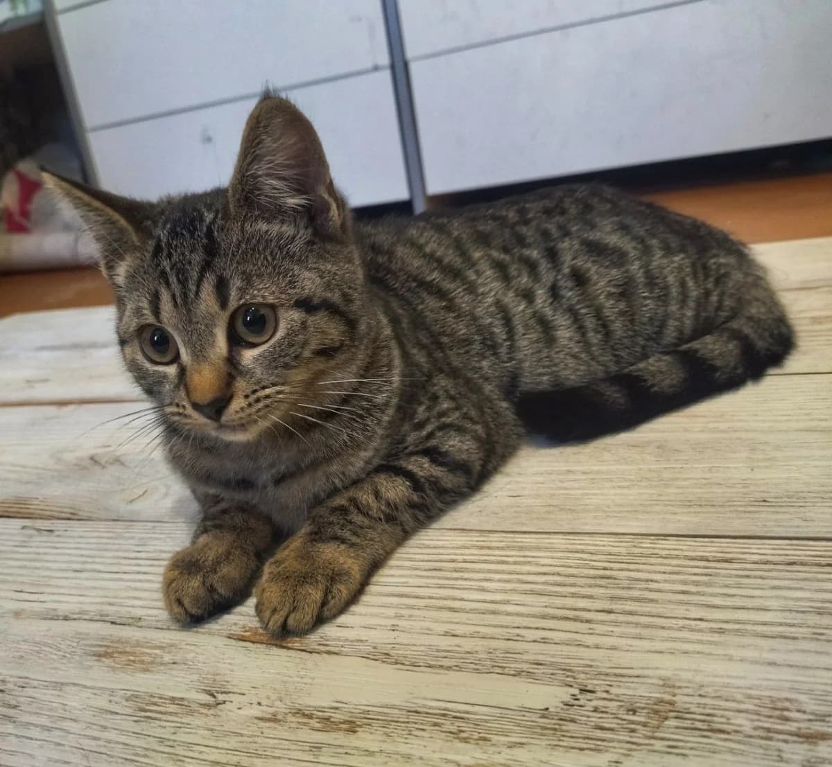 Dva kotёnka 25.10.2023 ishtut dom (Два котёнка 25.10.2023 ищут дом), Mixed Breed (Kotyata Darom)
