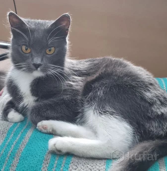Laskovaya krasavitsa v dar (Ласковая красавица в дар), Mixed Breed (Kotyata Darom)