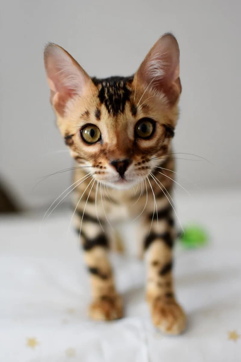 Luchshie bengalskie kotyata (Лучшие бенгальские котята), Mixed Breed (Kotyata Darom)