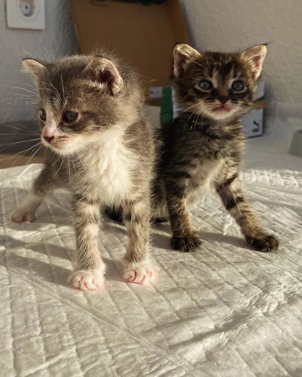 2 malenkikh kotika ishtut dom (2 маленьких котика ищут дом), Mixed Breed (Kotyata Darom)