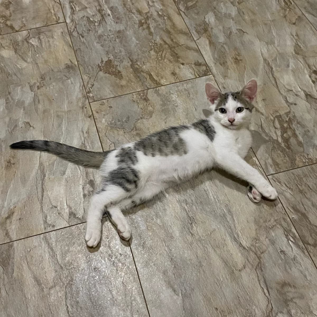 Otdam milykh kotikov (mozhno po otdelnosti) (Отдам милых котиков (можно по отдельности)), Mixed Breed (Kotyata Darom)
