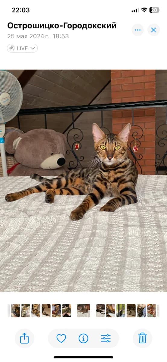 Kot bengal (Кот бенгал), Mixed Breed (Kotyata Darom)