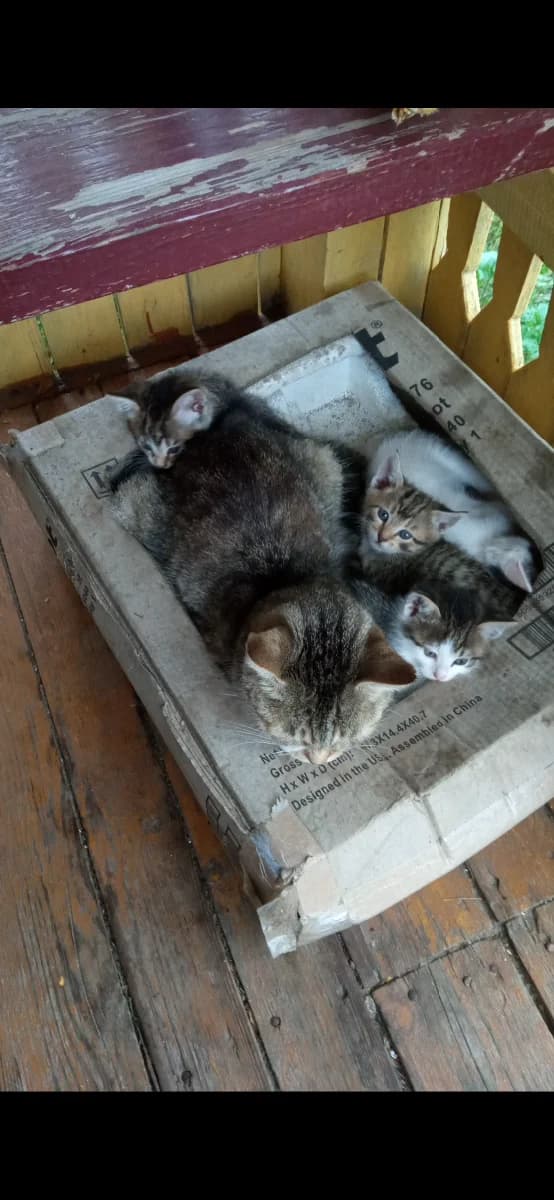 Ishtem dobrye ruki! ? Brest/Bereza (Ищем добрые руки! ? Брест/Береза), Mixed Breed (Kotyata Darom)