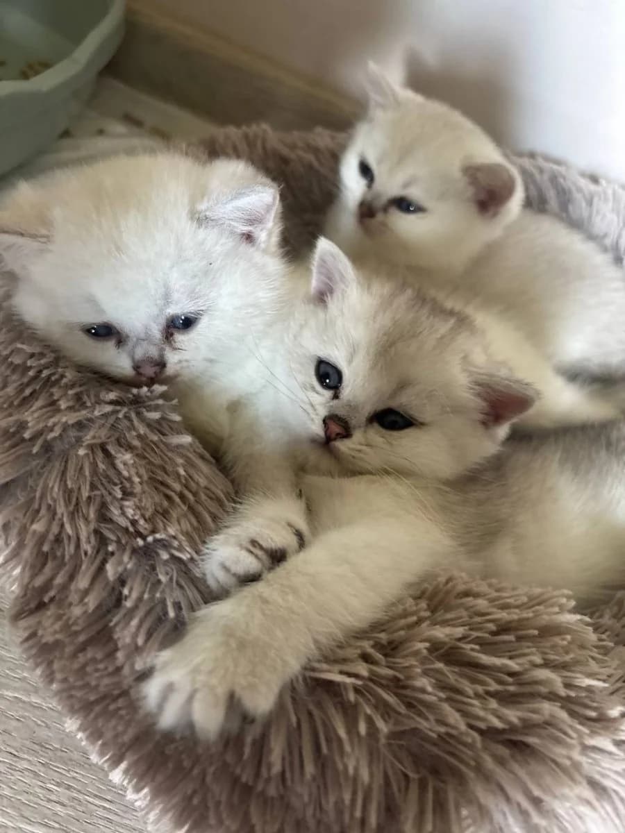 Shotlandskie kotyata (Шотландские котята), Mixed Breed for adoption at Kotyata Darom, Minsk Region
