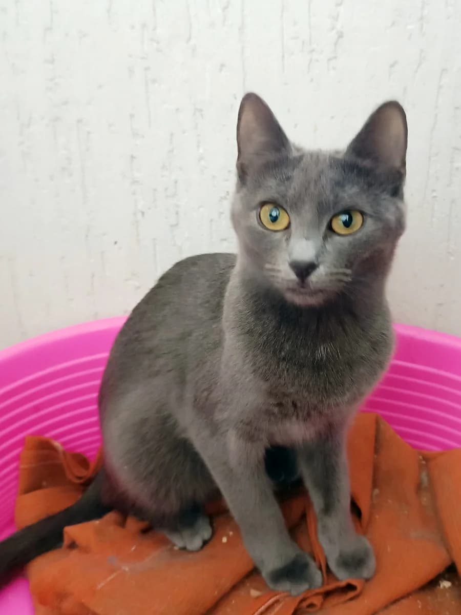 Enni - Alya russkaya golubaya malyshka (Энни - Аля русская голубая малышка), Mixed Breed for adoption at Kotyata Darom, Minsk Region