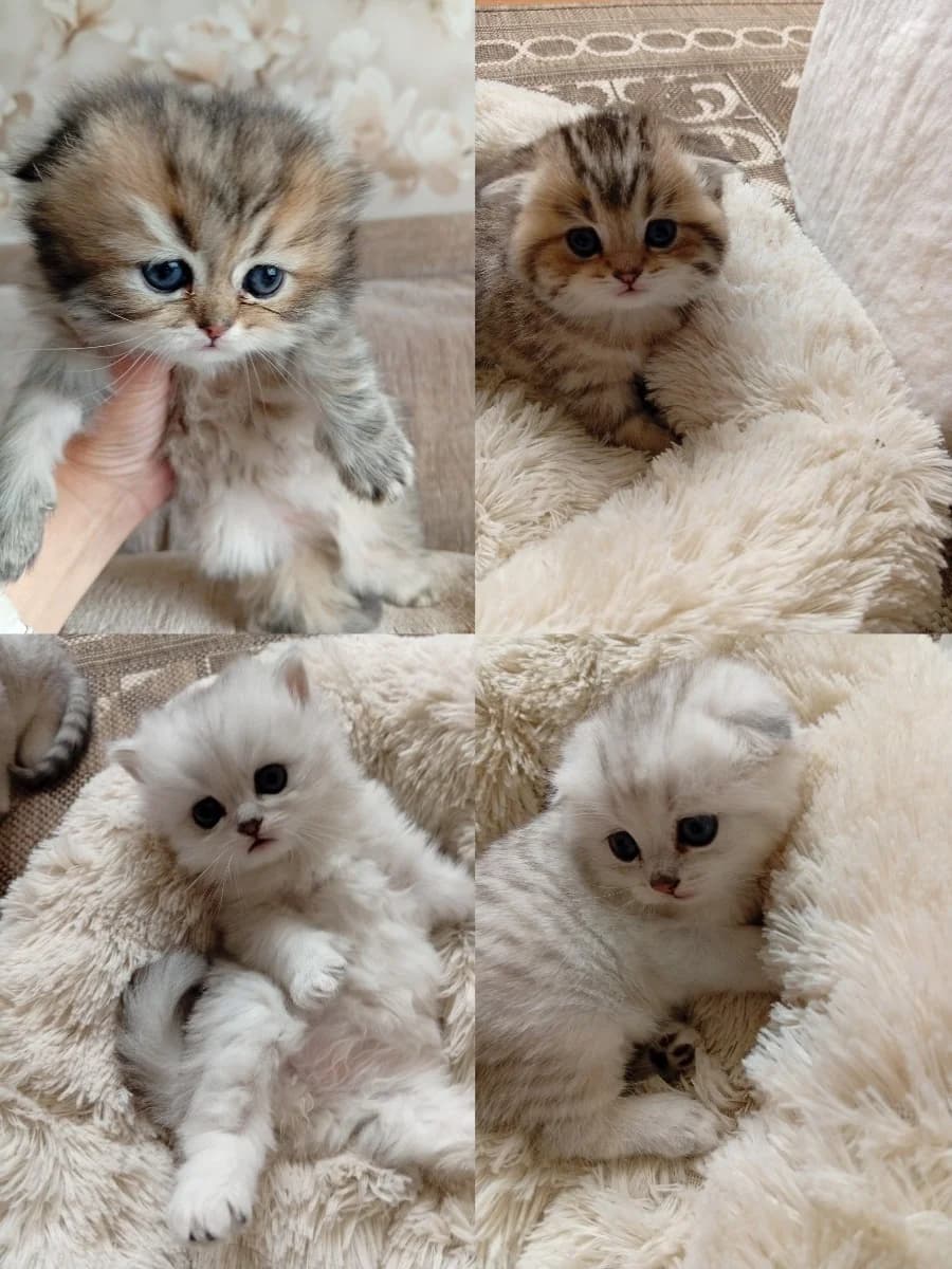 Shotlandiki (Шотландики),  Mixed Breed for adoption at Kotyata Darom, Minsk Region