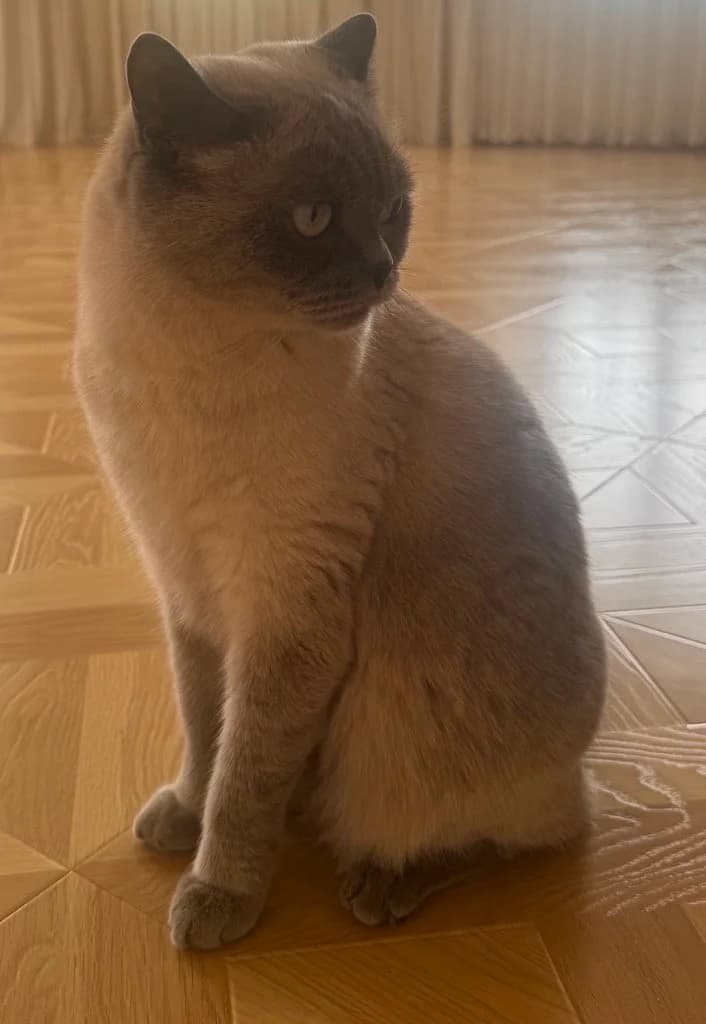 Britanskiy kot okras kolor-poynt v dar (Британский кот окрас колор-пойнт в дар), male Mixed Breed for adoption at Kotyata Darom, Minsk Region