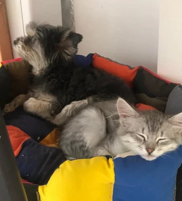 Kotu 4-yy mesyats 21.05.2021 (Коту 4-ый месяц 21.05.2021),  Mixed Breed for adoption at Kotyata Darom, Minsk Region