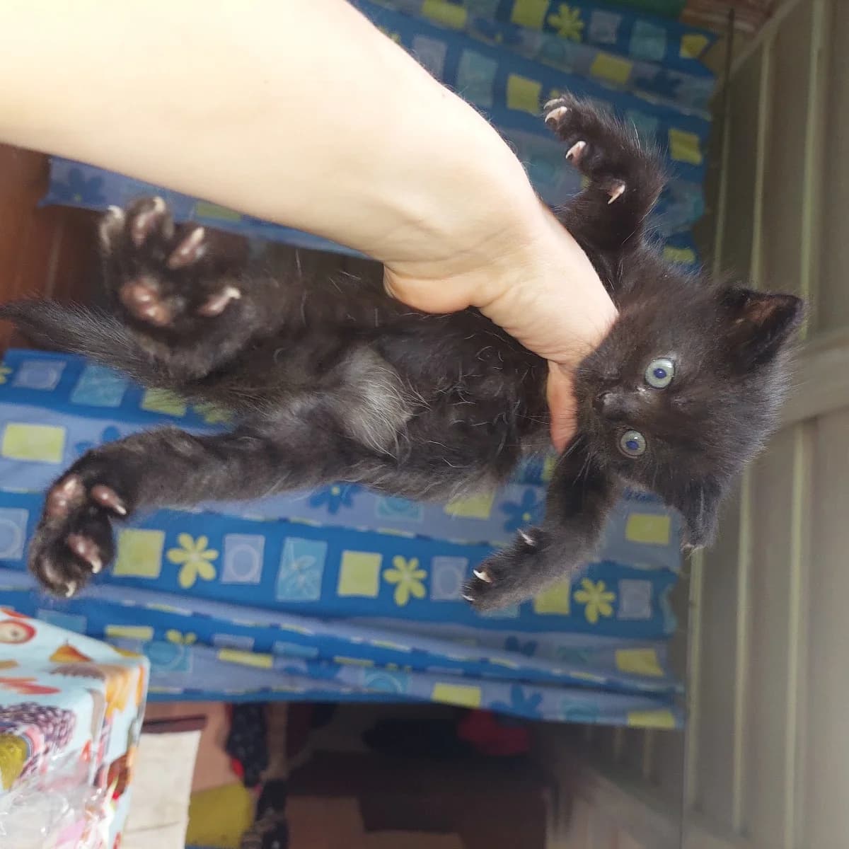 Kotyata (Котята),  Mixed Breed for adoption at Kotyata Darom, Minsk Region