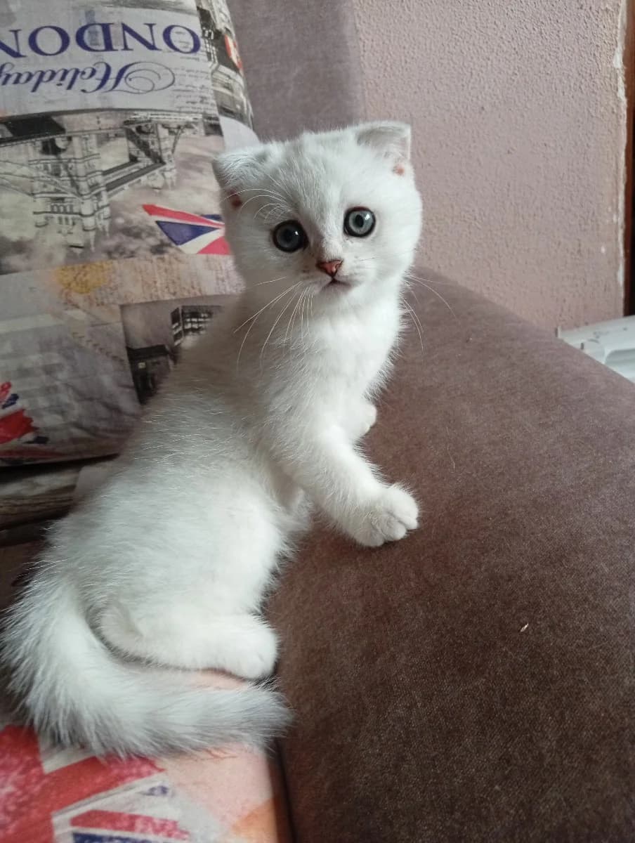 Shotlandskiy (Шотландский),  Mixed Breed for adoption at Kotyata Darom, Minsk Region