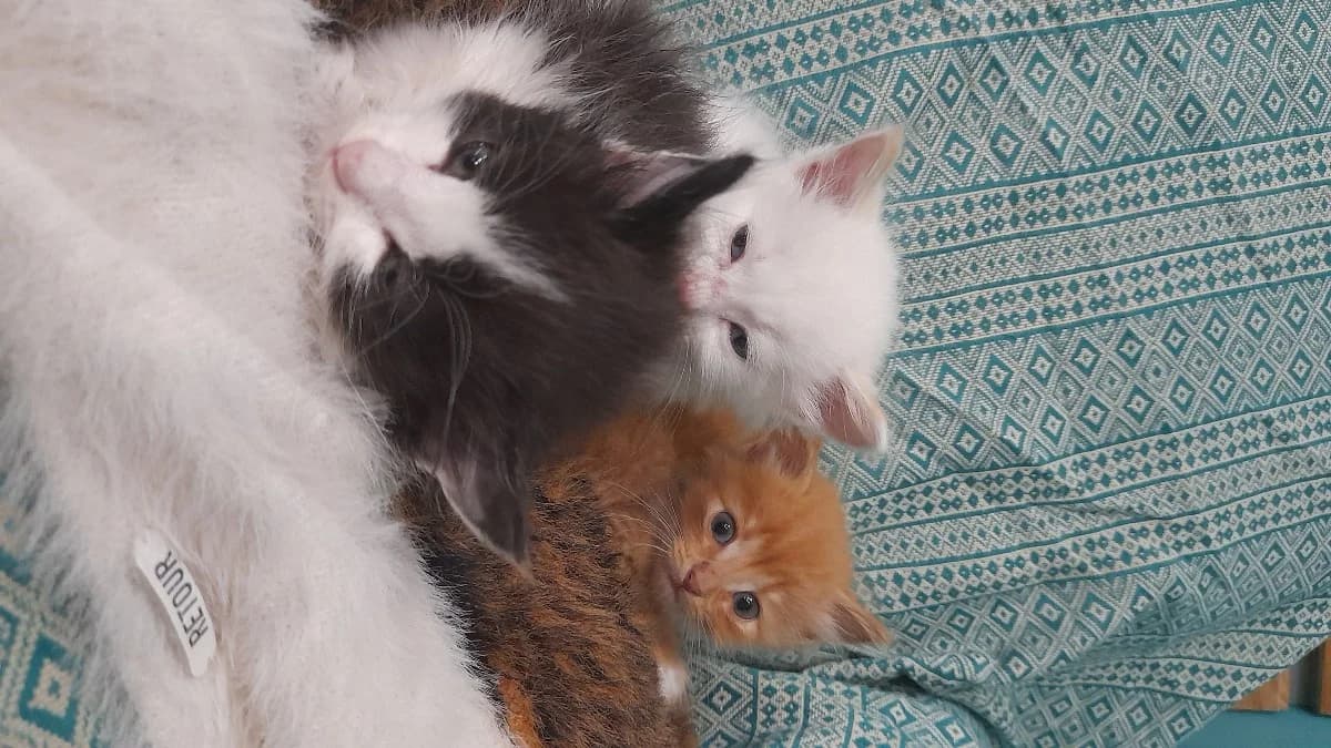 Kotyata darom (Котята даром),  Mixed Breed for adoption at Kotyata Darom, Minsk Region