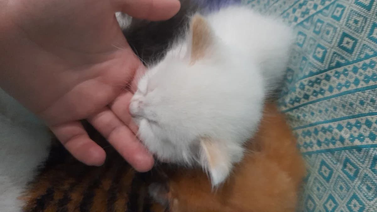 Kotyata (Котята),  Mixed Breed for adoption at Kotyata Darom, Minsk Region