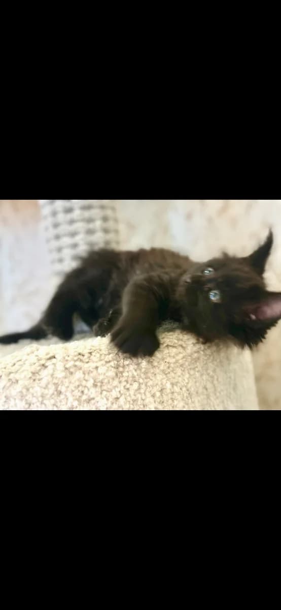 Kotyata meykun (Котята мейкун),  Mixed Breed for adoption at Kotyata Darom, Minsk Region
