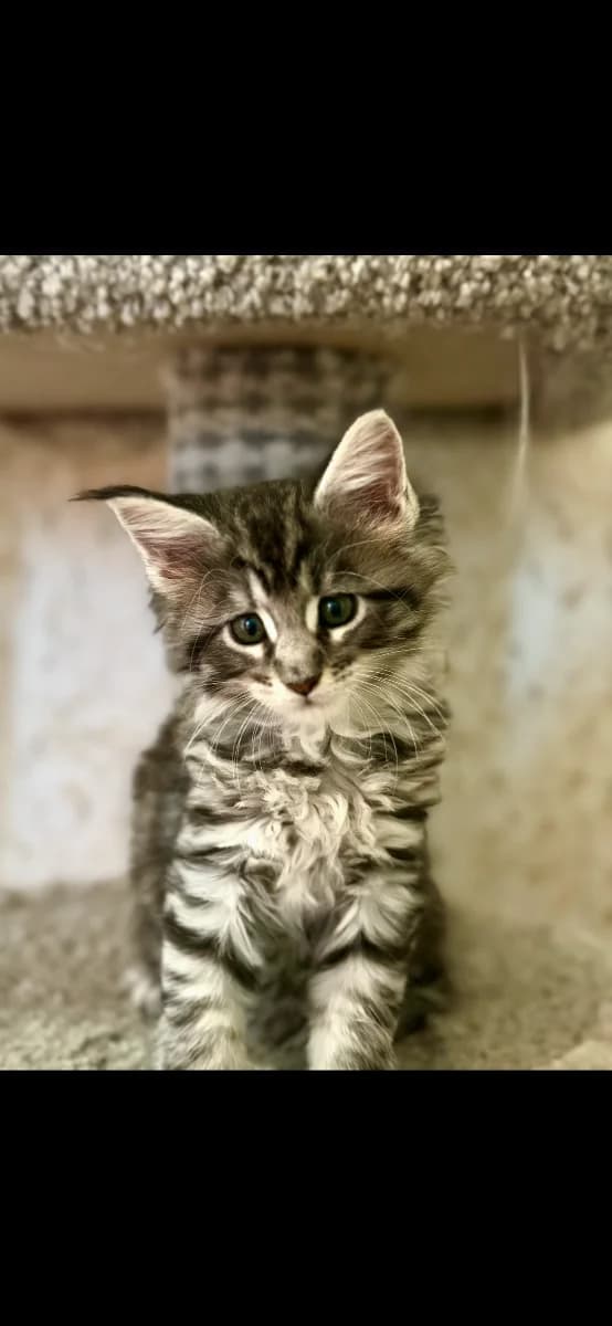 Kotyata meykun (Котята мейкун),  Mixed Breed for adoption at Kotyata Darom, Minsk Region