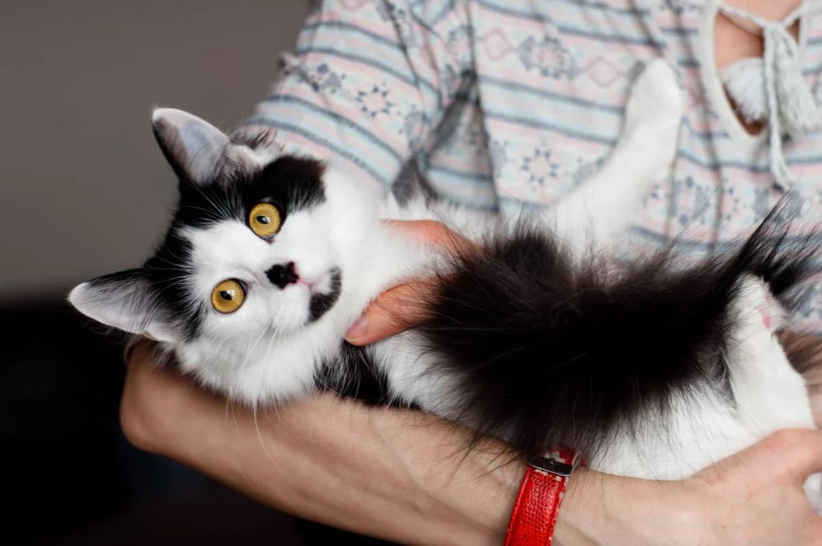 Donya - skromnaya krasavitsa (Доня - скромная красавица),  Mixed Breed for adoption at Kotyata Darom, Minsk Region
