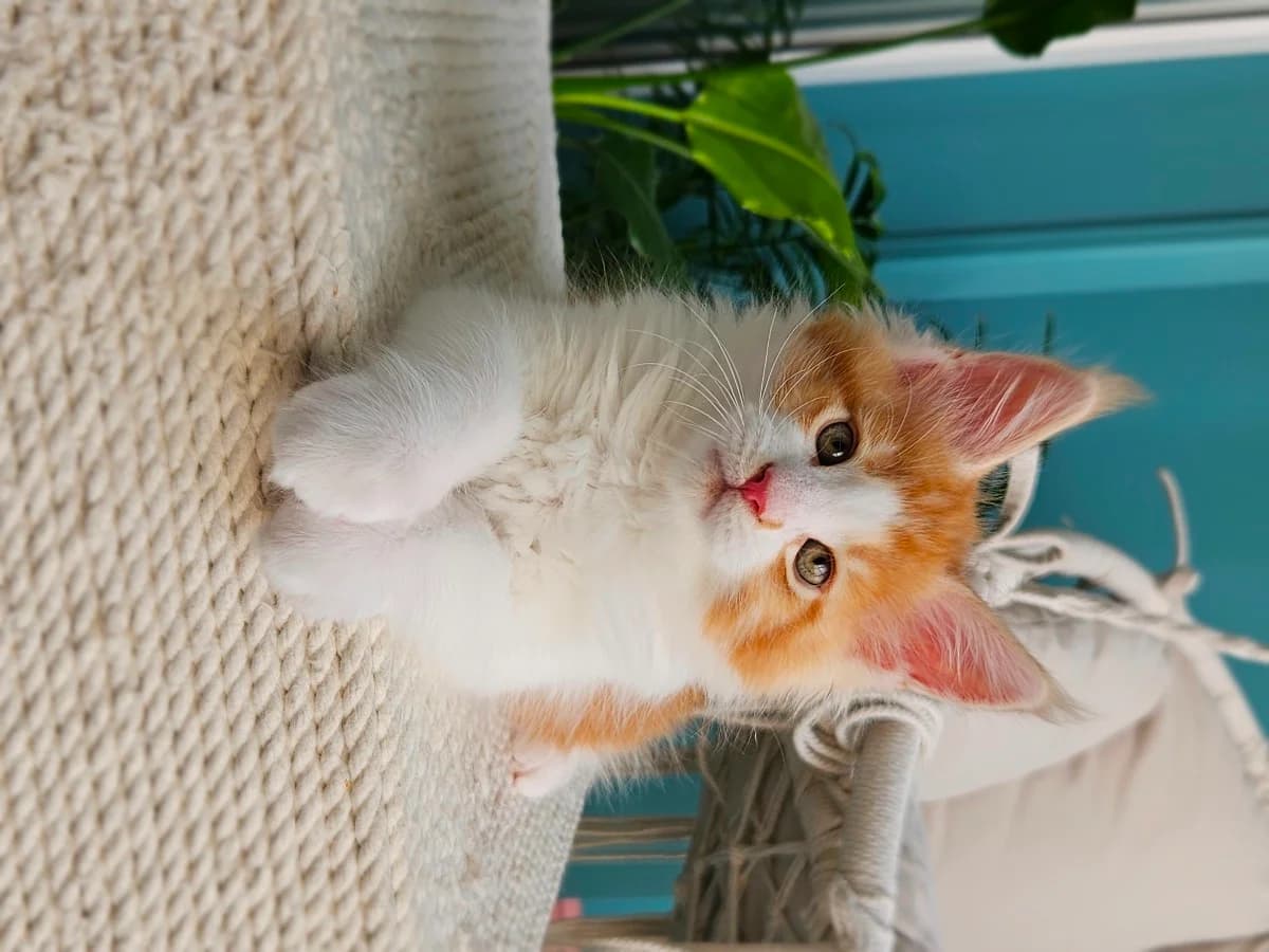 Kotenok meyn kun iz pitomnika (Котенок мейн кун из питомника),  Mixed Breed for adoption at Kotyata Darom, Minsk Region