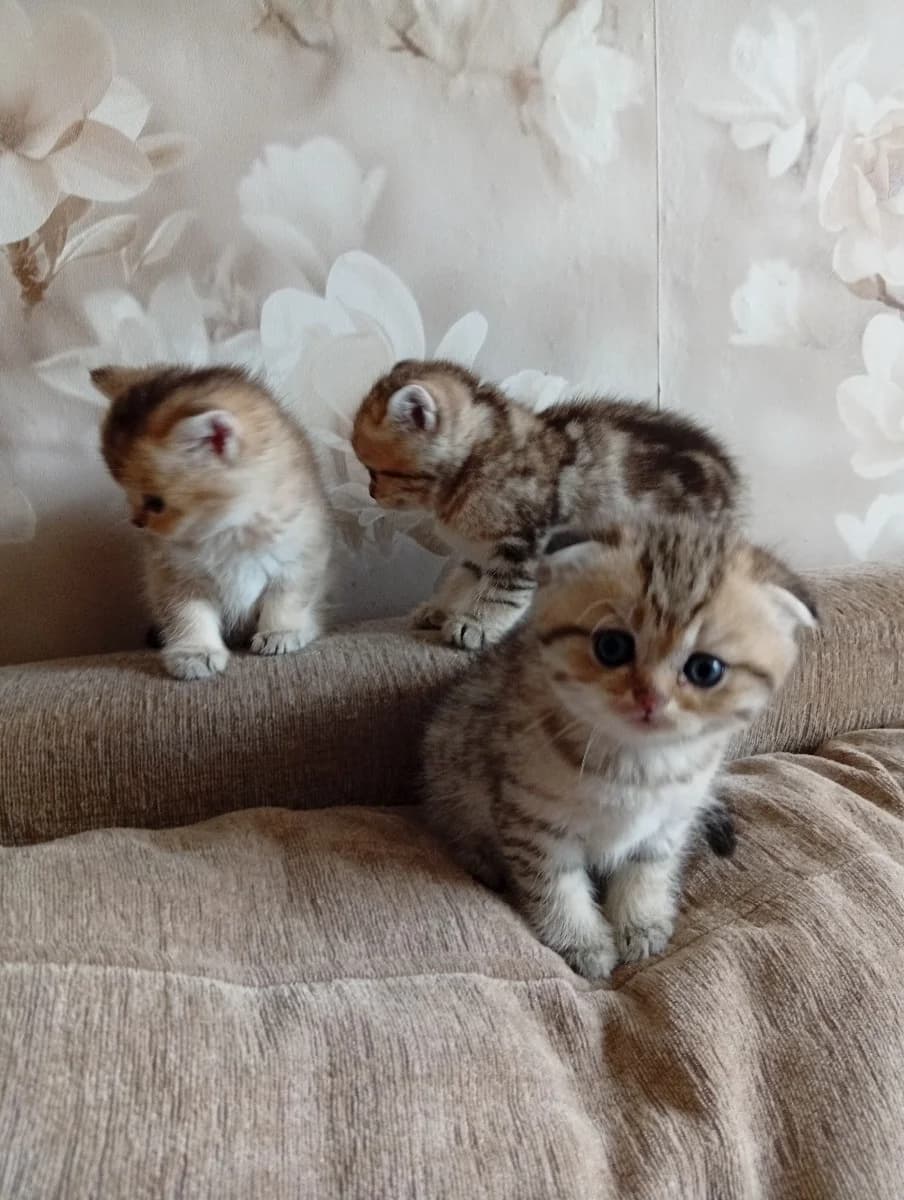 Shotlandiki (Шотландики),  Mixed Breed for adoption at Kotyata Darom, Minsk Region