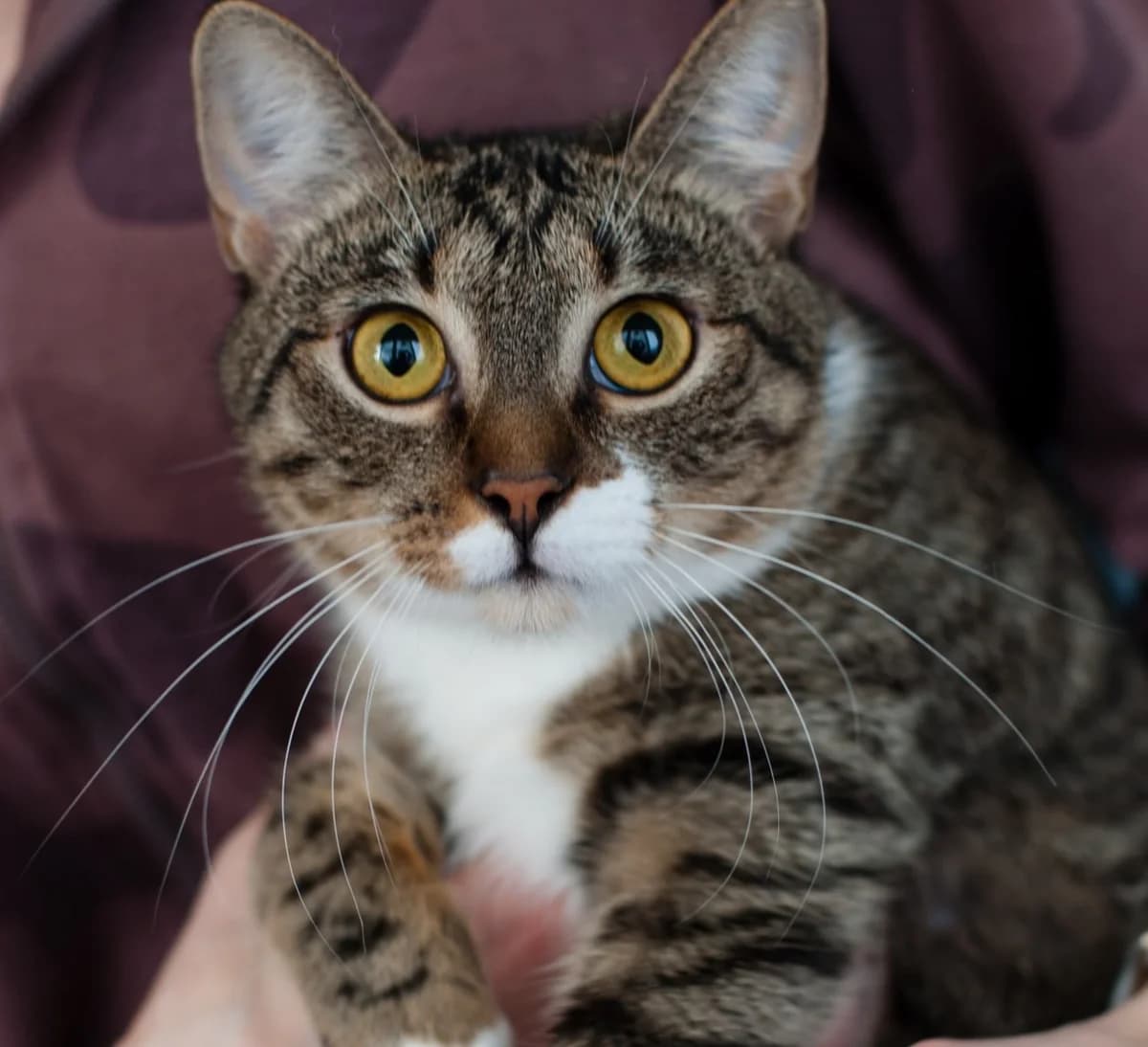 Mikhalina - krotkaya malyshka (Михалина - кроткая малышка),  Mixed Breed for adoption at Kotyata Darom, Minsk Region