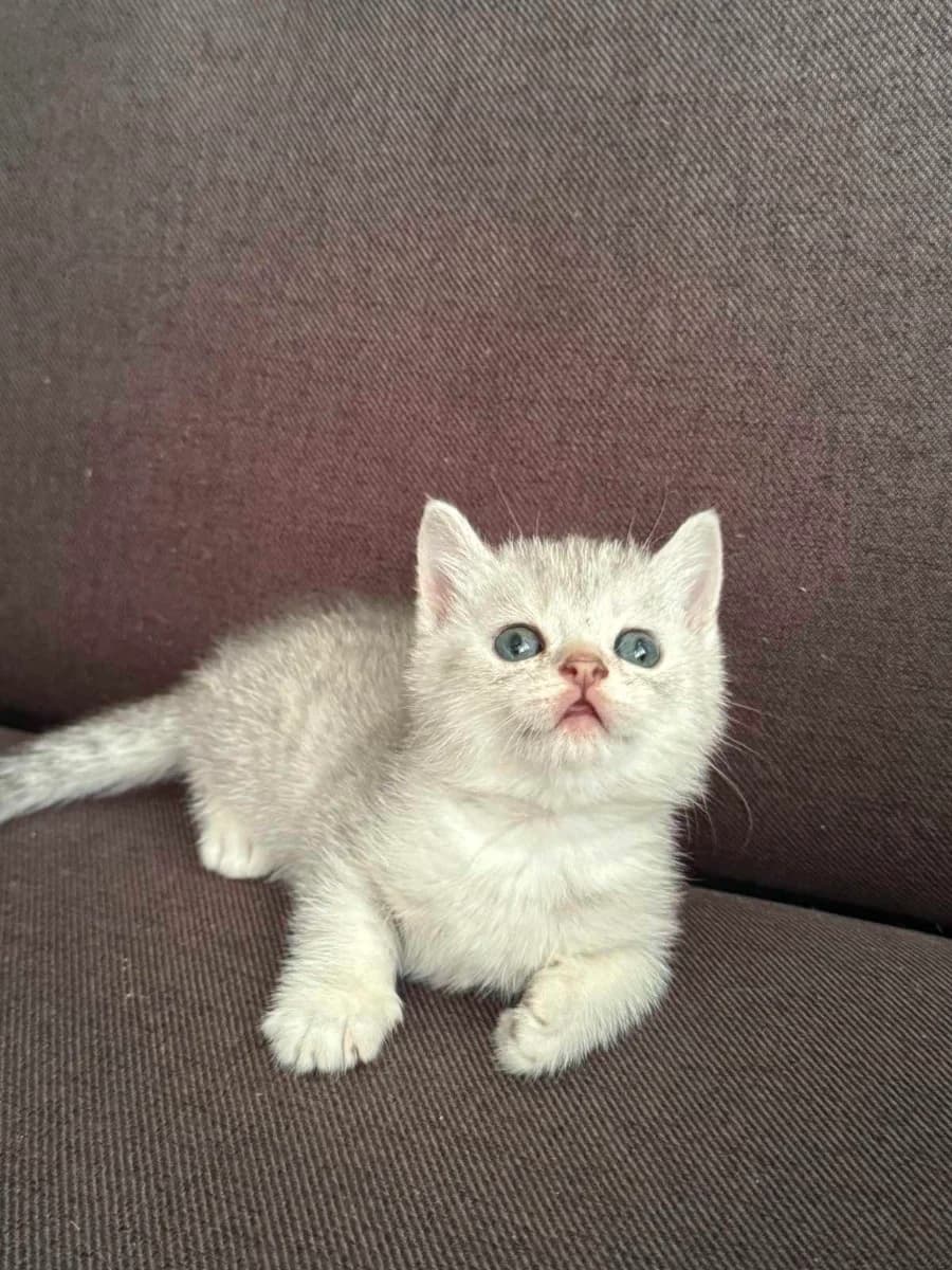 Shotlandskaya shinshilla (Шотландская шиншилла),  Mixed Breed for adoption at Kotyata Darom, Minsk Region