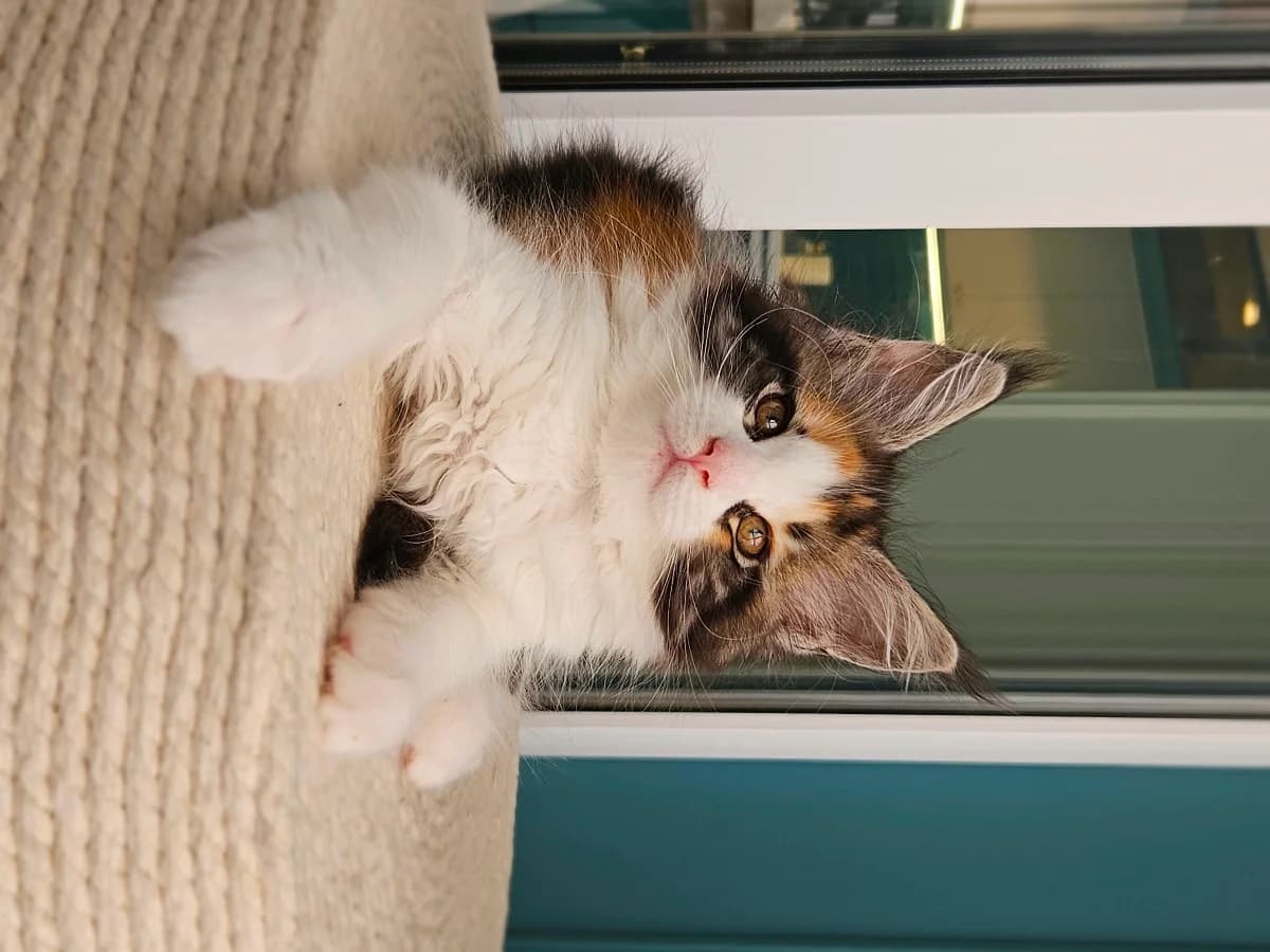 Kotenok meyn kun iz pitomnika (Котенок мейн кун из питомника),  Mixed Breed for adoption at Kotyata Darom, Minsk Region