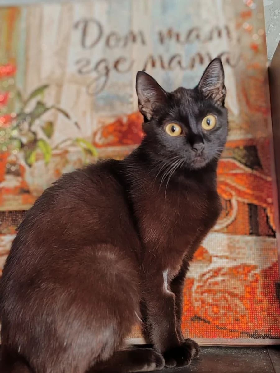 Milaya koshechka Marisa ishtet dom (Милая кошечка Мариса ищет дом), female Mixed Breed for adoption at Kotyata Darom, Minsk Region