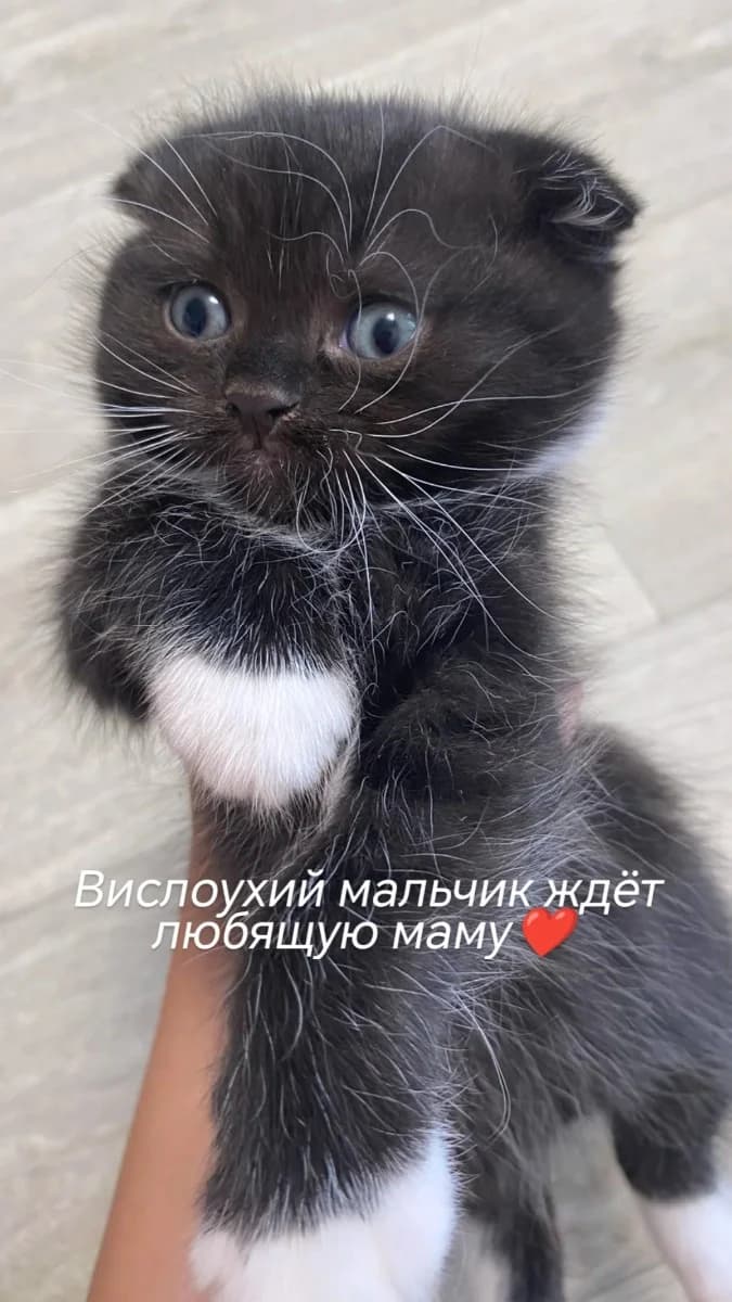 Shotlandskie kotyata (Шотландские котята),  Mixed Breed for adoption at Kotyata Darom, Minsk Region